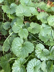 Glechoma hederacea