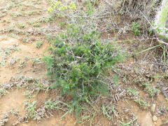 Asparagus multiflorus