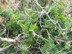 Asparagus multiflorus