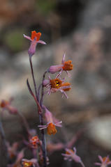 Tulbaghia alliacea