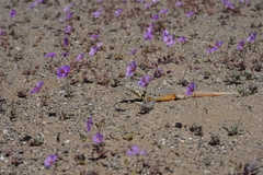 Liolaemus nigromaculatus