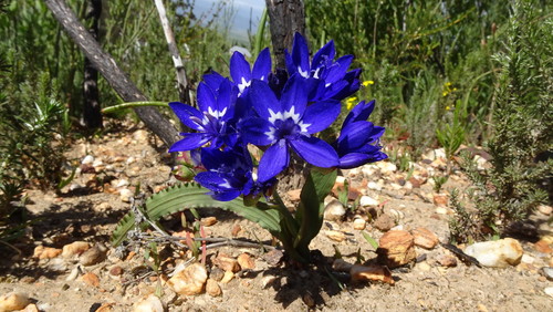Image of Codonorhiza elandsmontana by (c) Paul Emms, some rights reserved (CC BY-SA)