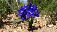 Codonorhiza elandsmontana