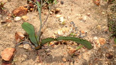 Codonorhiza elandsmontana