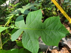 Polymnia canadensis