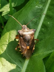 Pentatoma rufipes