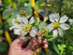 Polymnia canadensis