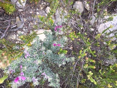 Indigofera hamulosa