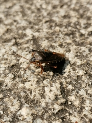 Pentatoma rufipes