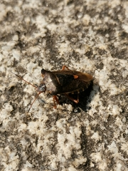 Pentatoma rufipes