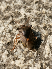 Pentatoma rufipes