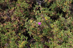 Drosanthemum asperulum