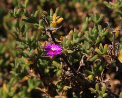 Drosanthemum asperulum