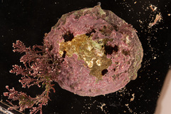 Patella ulyssiponensis