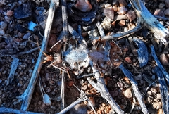 Pephricus