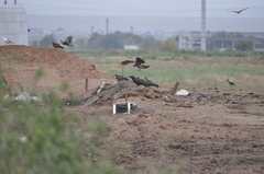 Corvus corax