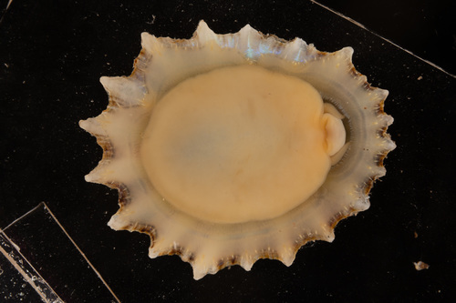 China Limpet