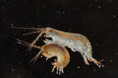 Marinogammarus obtusatus