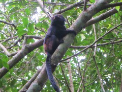 Leontopithecus chrysopygus