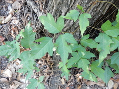 Toxicodendron radicans negundo