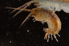 Marinogammarus obtusatus
