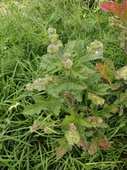 Fuertesimalva limensis