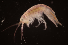 Calliopiidae
