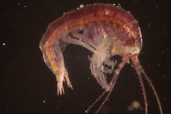 Calliopiidae