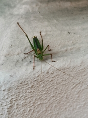 Leptophyes punctatissima