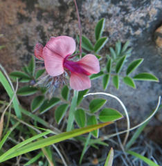 Indigofera alternans