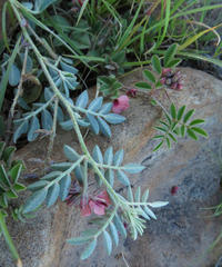 Indigofera alternans