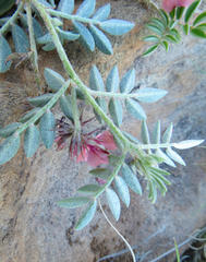 Indigofera alternans