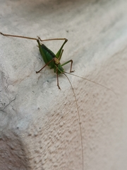 Leptophyes punctatissima