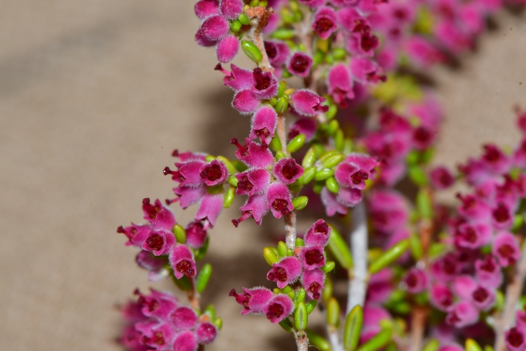 Fuzzy Heath
