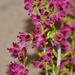 Fuzzy Heath - Photo (c) Joey Santore, some rights reserved (CC BY-NC), uploaded by Joey Santore