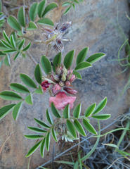 Indigofera alternans
