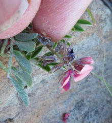Indigofera alternans