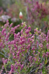 Erica puberuliflora