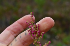 Erica puberuliflora
