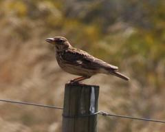 Galerida magnirostris magnirostris