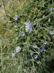 Cichorium pumilum