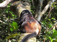 Leontopithecus chrysopygus