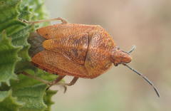 Agonoscelis venosa