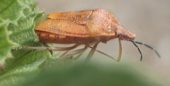 Agonoscelis venosa