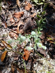 Chrysopsis gossypina