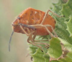 Agonoscelis venosa