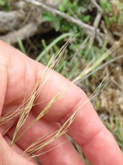 Aristida diffusa diffusa