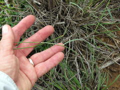 Aristida diffusa diffusa