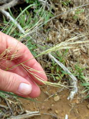 Aristida diffusa diffusa