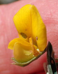 Argyrolobium filiforme